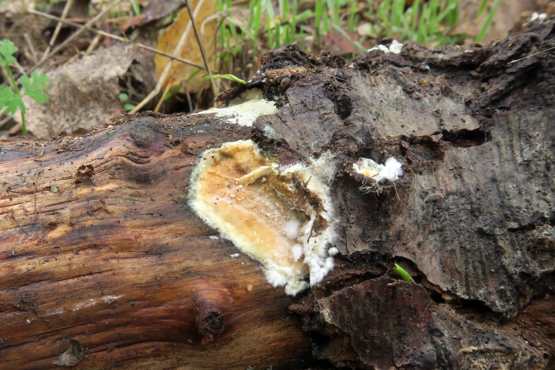 Phlebia rufa - 1 - IMG_2566